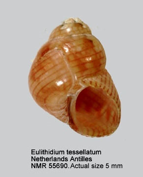 Eulithidium tessellatum.jpg - Eulithidium tessellatum(Potiez & Michaud,1838)